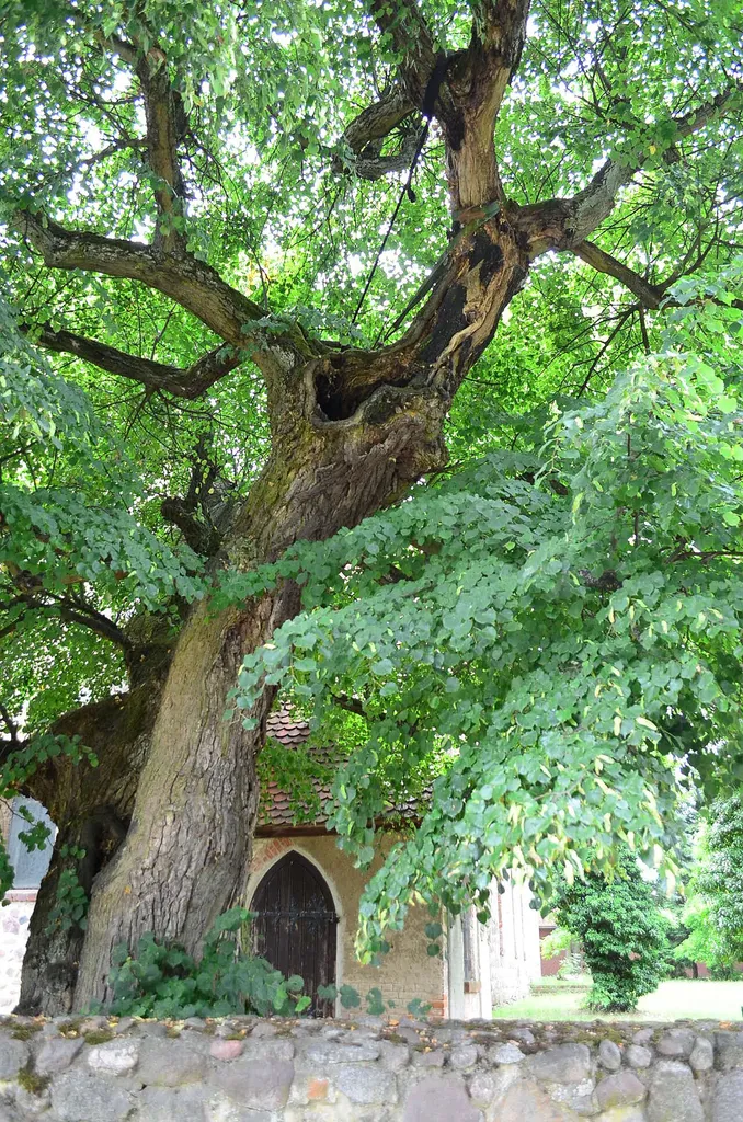 Door in Eastern gable and lime tree in de:Blumberg (Ahrensfelde):Blumberg, municipality en:Ahrensfelde in the district of en:Barnim, in en:Brandenburg, Germany