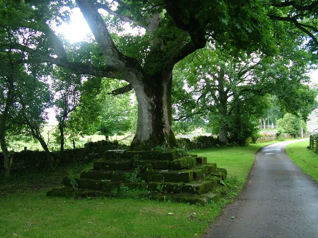 Tree at Great Ormside with seating arrangement