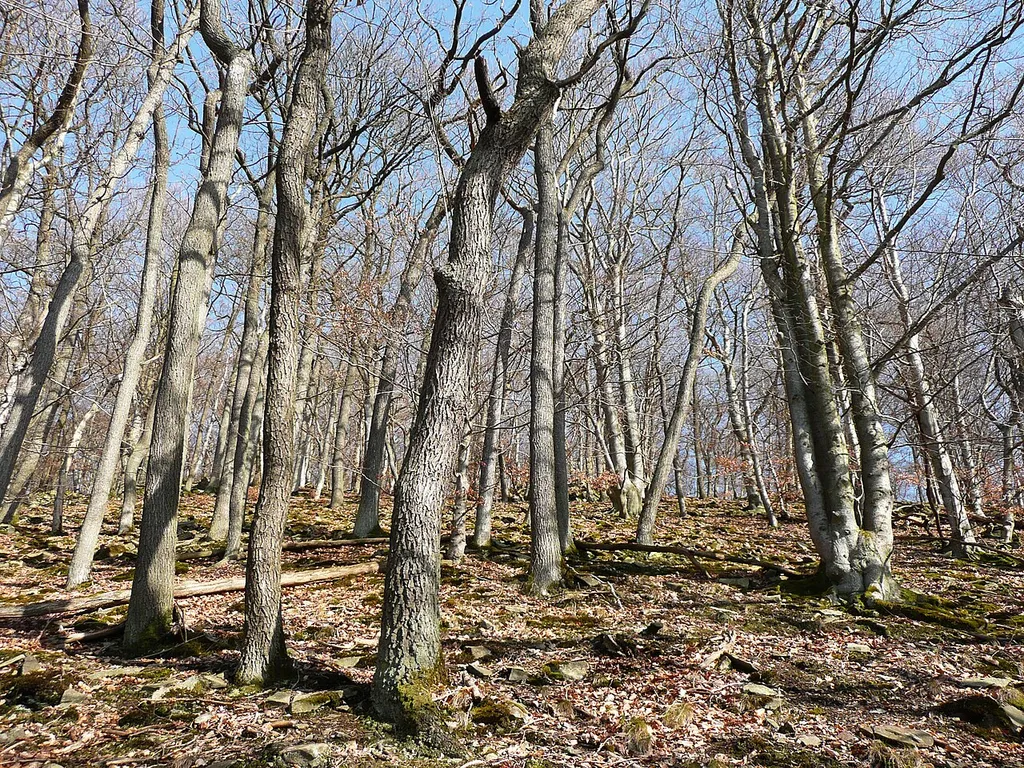 Urwaldsteig (Knorreichenstieg) im Naturschutzgebiet Hünselburg am Edersee im März.