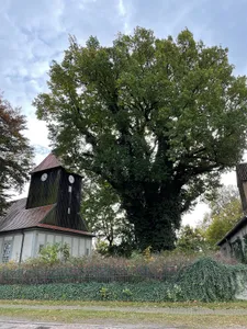 Naturdenkmal Stieleiche vor der Kirche in Beetz