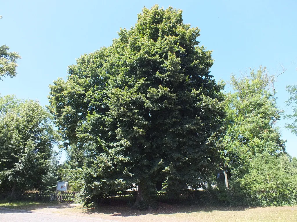 Wandlitz, OT Wandlitz : Naturdenkmal