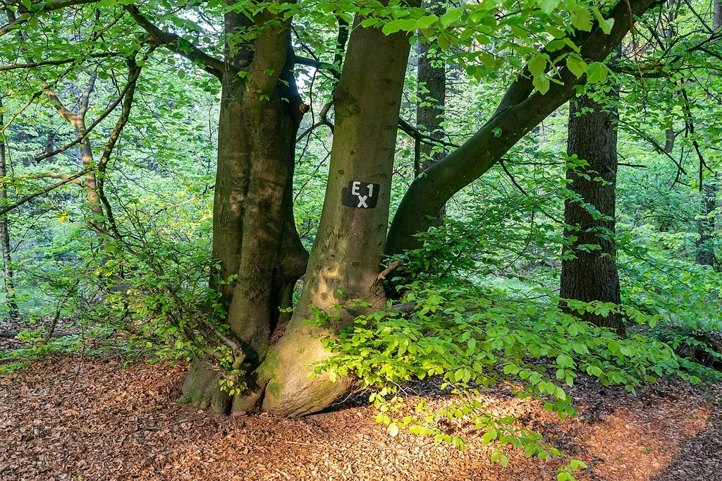 Eggeweg südlich Herbram-Wald, LSG Naturpark Eggegebirge und Teutoburger Wald