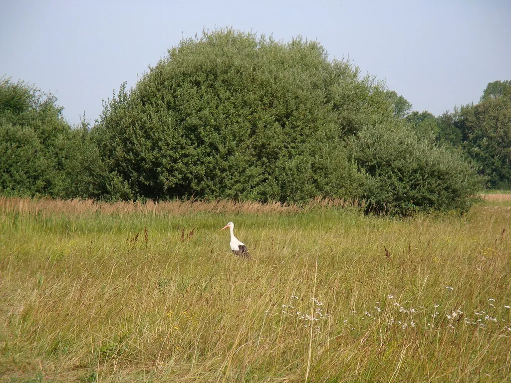 Storch bei der Futtersuche im Mühlmatten-Naturschutzgebiet bei Freiburg-Hochdorf (Baden-Württemberg)