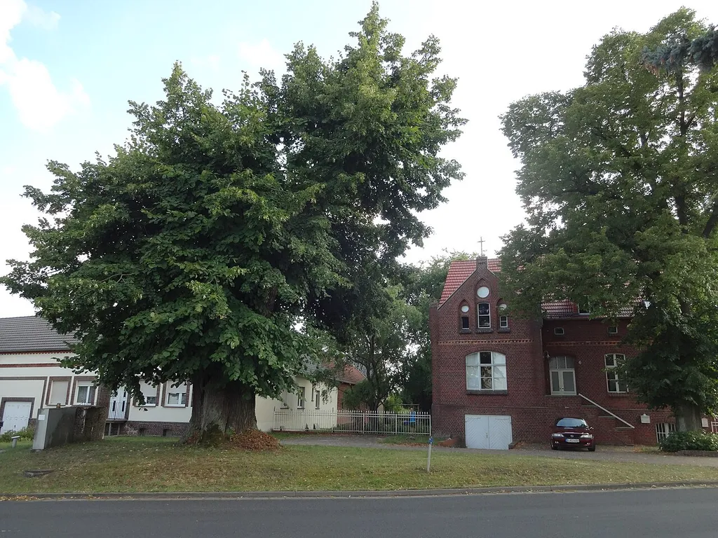 Naturdenkmal Linde in Zagelsdorf, Straße an Kirche
