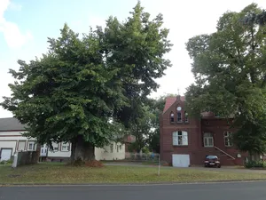Naturdenkmal Linde