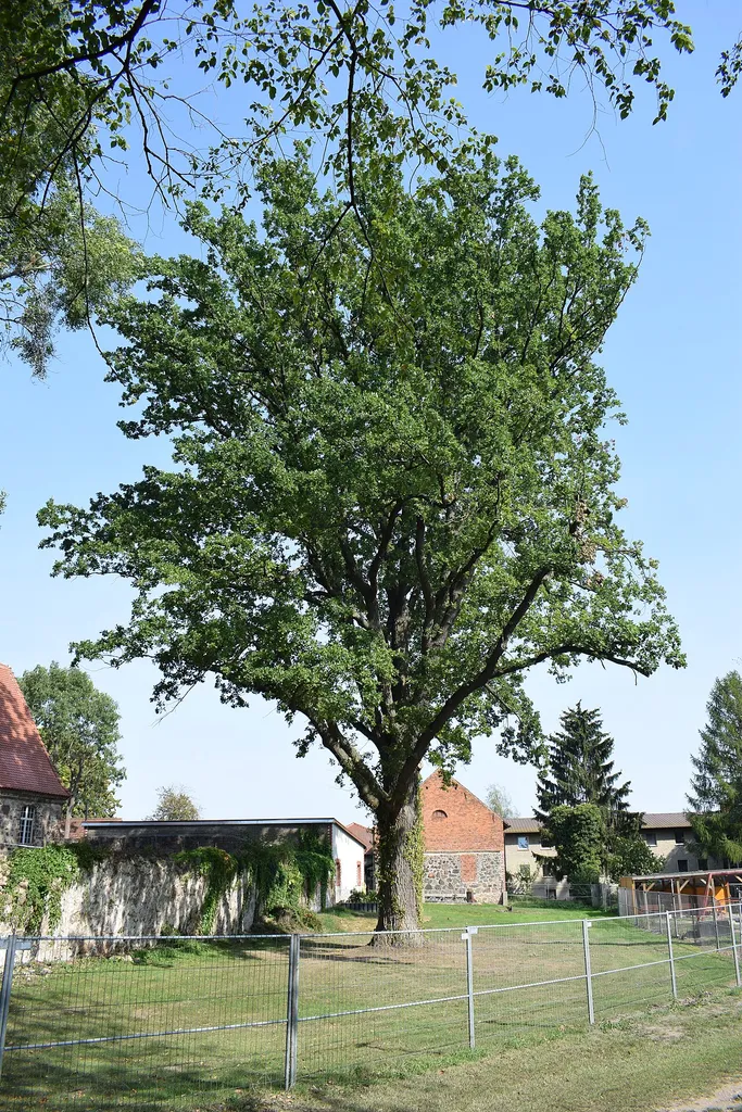 Stiel-Eiche in Löhme (Werneuchen). Naturdenkmal 140-03