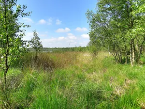 Bülter See und Randmoore