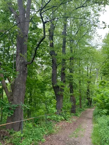 Lindenallee und Schlosshang Wiesenburg