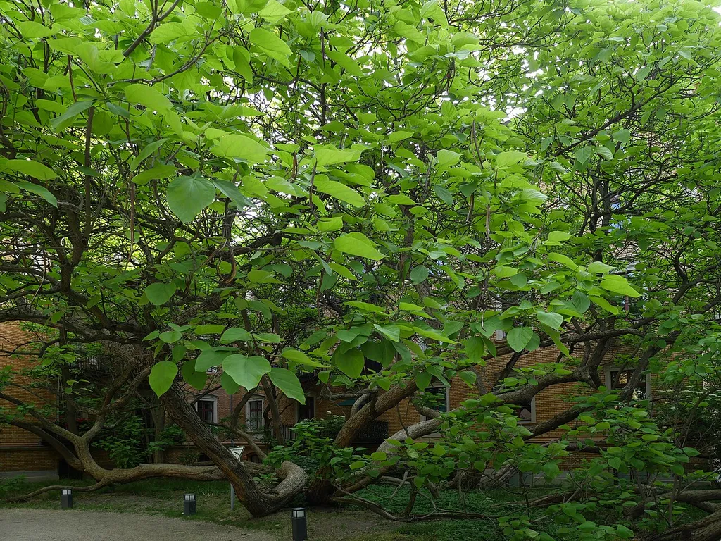 Naturdenkmal 2-27/B (VI-7/B) Südlicher Trompetenbaum in der Wartenburgstraße 1, Vorgarten, Berlin