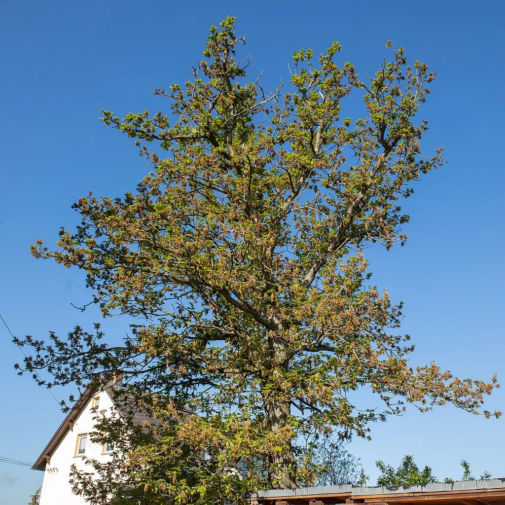 Flaum-Eiche Wechselburg Mai 2021