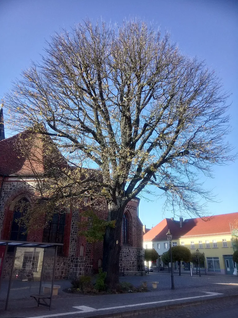 Naturdenkmal ND 016-01 Stiel-Eiche (Quercus robur) mit einem Kronendurchmesser von 20 Meter auf dem Kirchplatz an der Ostseite der Kirche in Beelitz, Land Brandenburg, Deutschland.