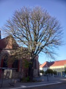 ND 016-01 Eiche in Beelitz