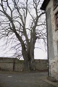 Linde im Zwinger und Linde im Burghof von Homberg (Ohm)
