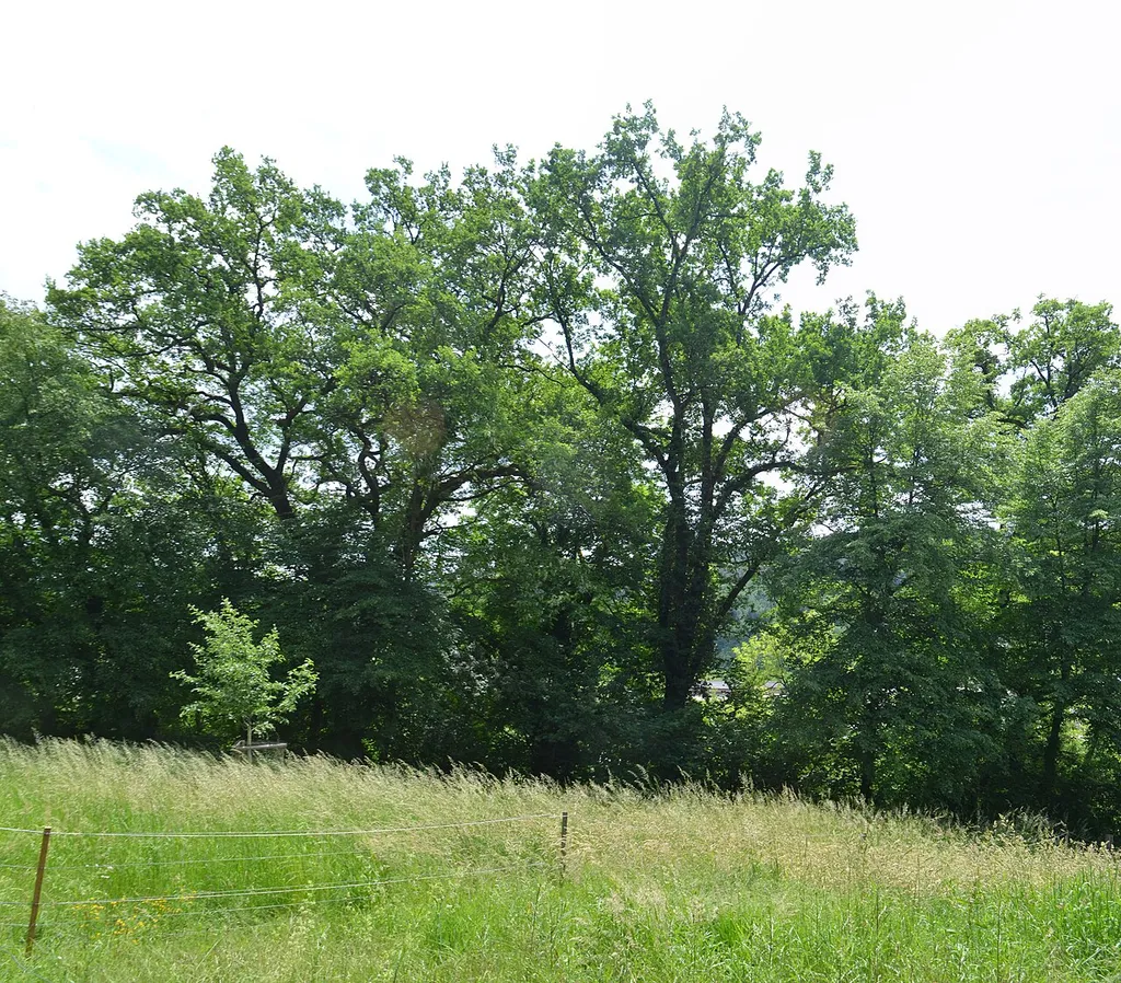 Lorch, Eichengruppe auf dem Klosterberg