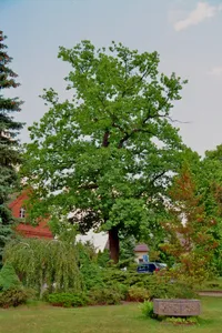 Luther-Eiche in Burg