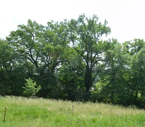 Eichengruppe auf dem Klosterberg