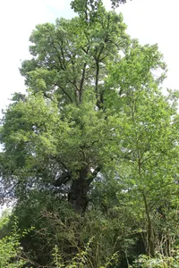 Natural monument European wild pear