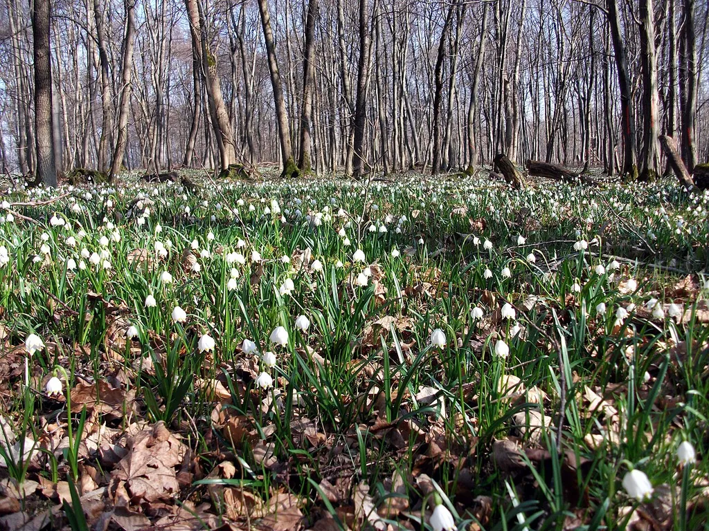 Märzenbecher (Leucojum vernum) im Boyneburger Forst, Naturschutzgebiet Boyneburg und Schickeberg bei Breitau, WDPA 81445.