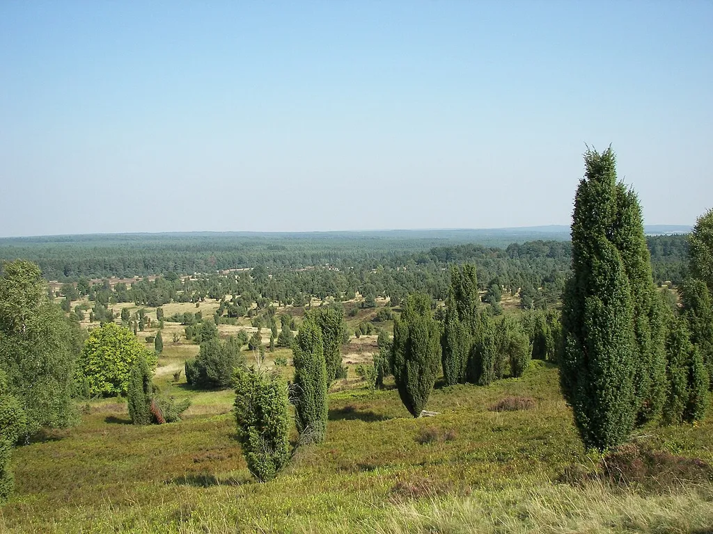 Blick vom Wilseder Berg, Heidelbeer-Sandheide