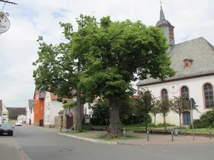 two lime trees