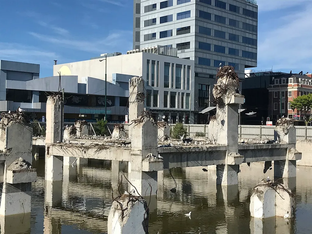 Black-billed gull colony at PWC demolition site in Christchurch