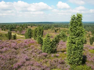 Lüneburger Heide
