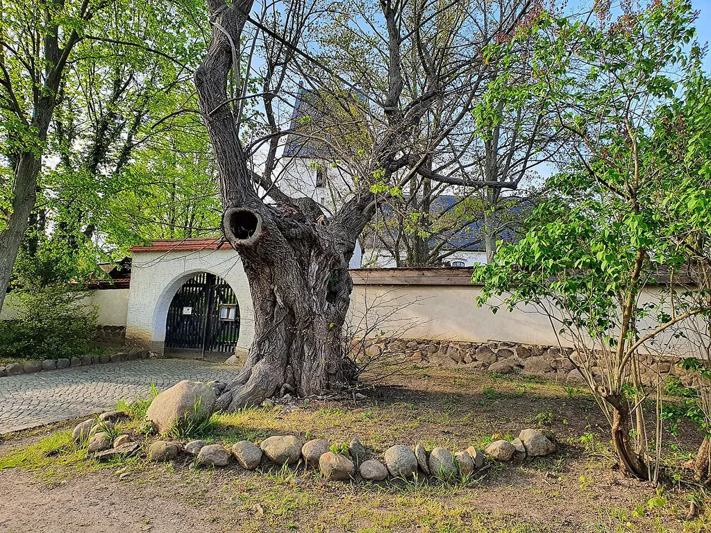 Naturdenkmal im Landkreis Leipzig: Winterlinde (Tilia cordata) vor dem Eingang des Friedhof Panitzsch, Gemeinde Borsdorf, Sachsen