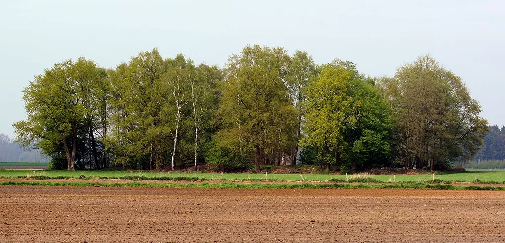 Die Jansburg im Letter Bruch bei Coesfeld ist eine verfallene Ringwallburg der Chamaver aus dem ausgehenden 1. Jahrhundert nach Christus.