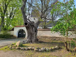 lime tree on church hill Panitzsch