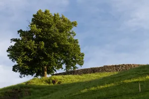 Rotzberg Castle ruin
