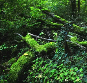 Hallerburger Holz
