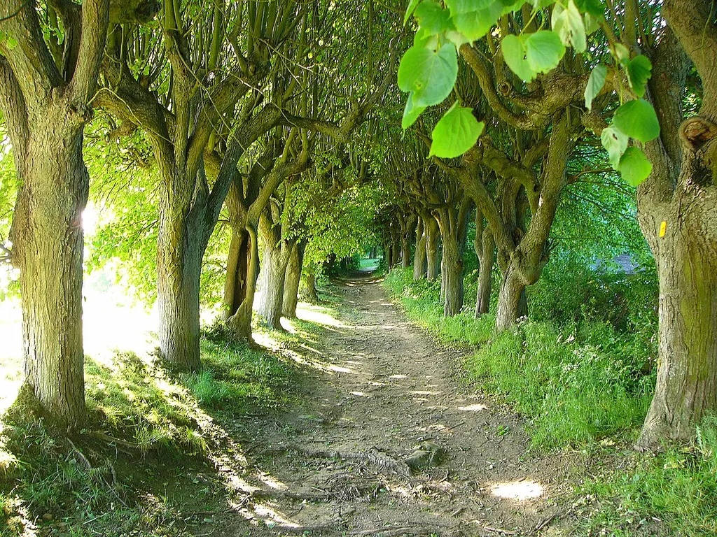 Allee