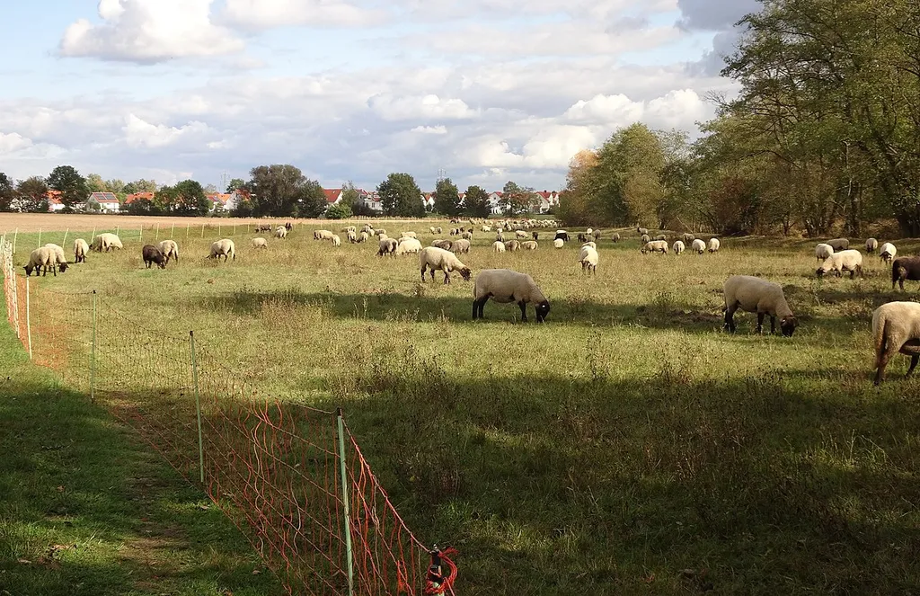 Special area of conservation "Sandmagerrasen am Spießfeld westlich Dieburg" (Landkreis Darmstadt-Dieburg, Hesse, Germany). Grazing by sheep.