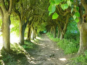 Allee