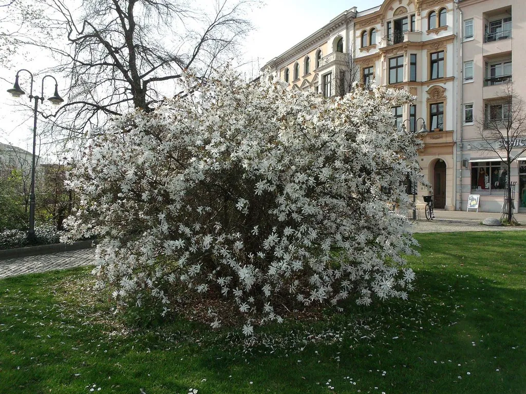 Sternmagnolie, Naturdenkmal, Brandenburger Platz, Cottbus (ND 56)