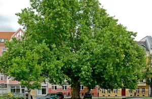 Naturdenkmal Platane-Ahornblättrige Platane (''Platanus x hybrida (acerifolia)'') Güterzufuhrstraße 1, vor Spreewaldbahnhof in Mitte