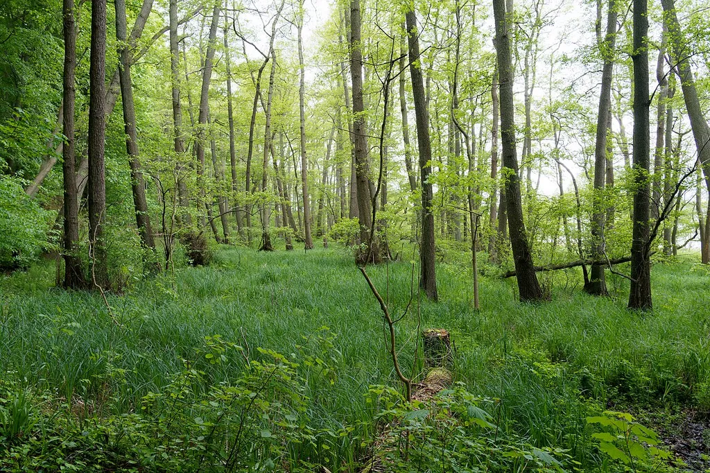 Ostufer des Großen Ratzeburger Sees