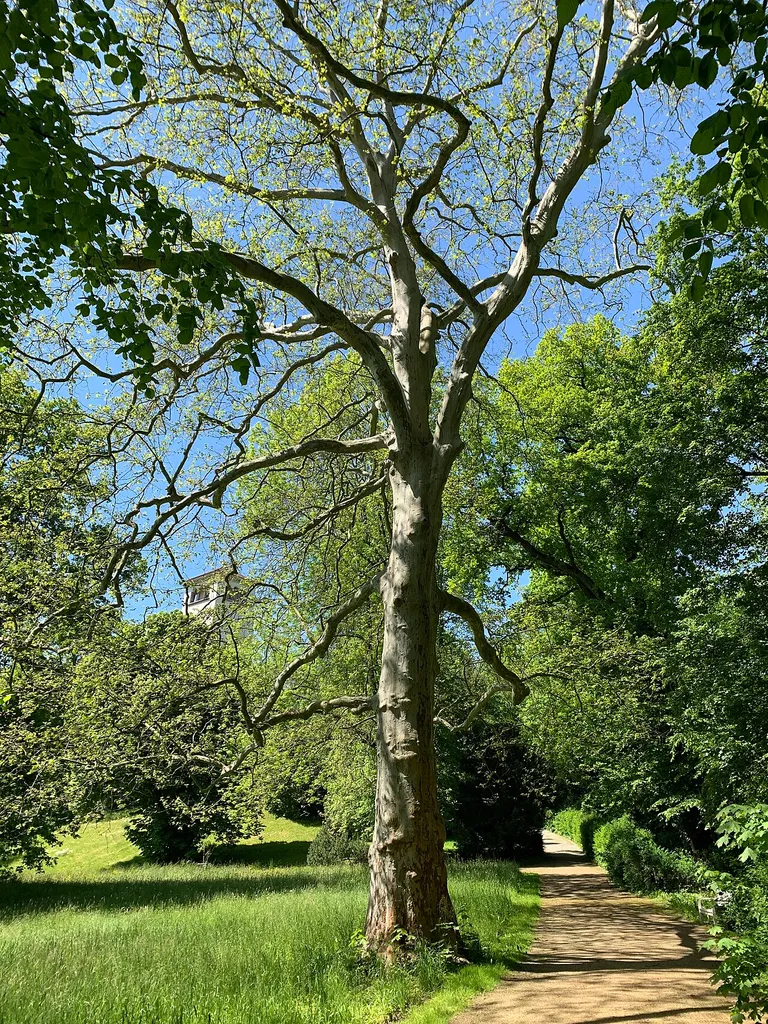 Naturdenkmal Platane in Waldenburg im Landkreis Zwickau