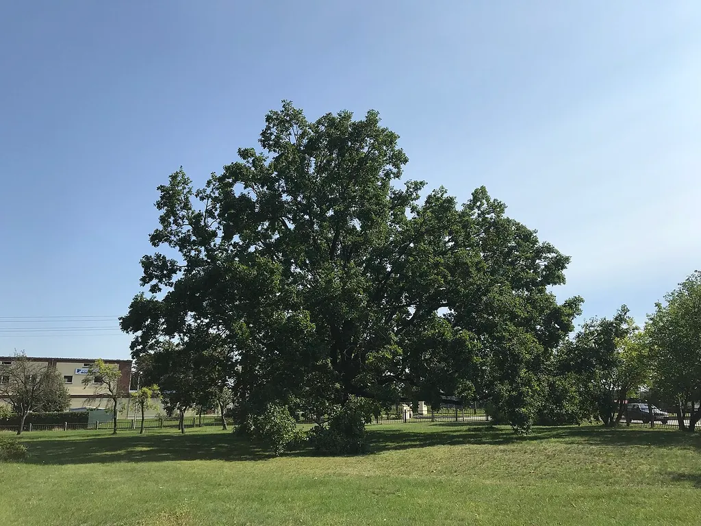 Die Dorfkirche Neupetershain-Nord in Neupetershain im Landkreis Oberspreewald-Lausitz ist eine Feldsteinkirche aus der ersten Hälfte des 15. Jahrhunderts. Im Innenraum steht unter anderem ein Altar aus der Zeit um 1700.