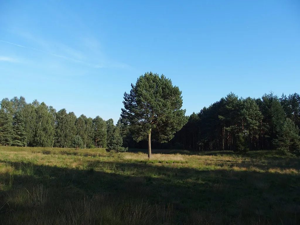 Clearing in the Hühnermoor, Kirchlinteln