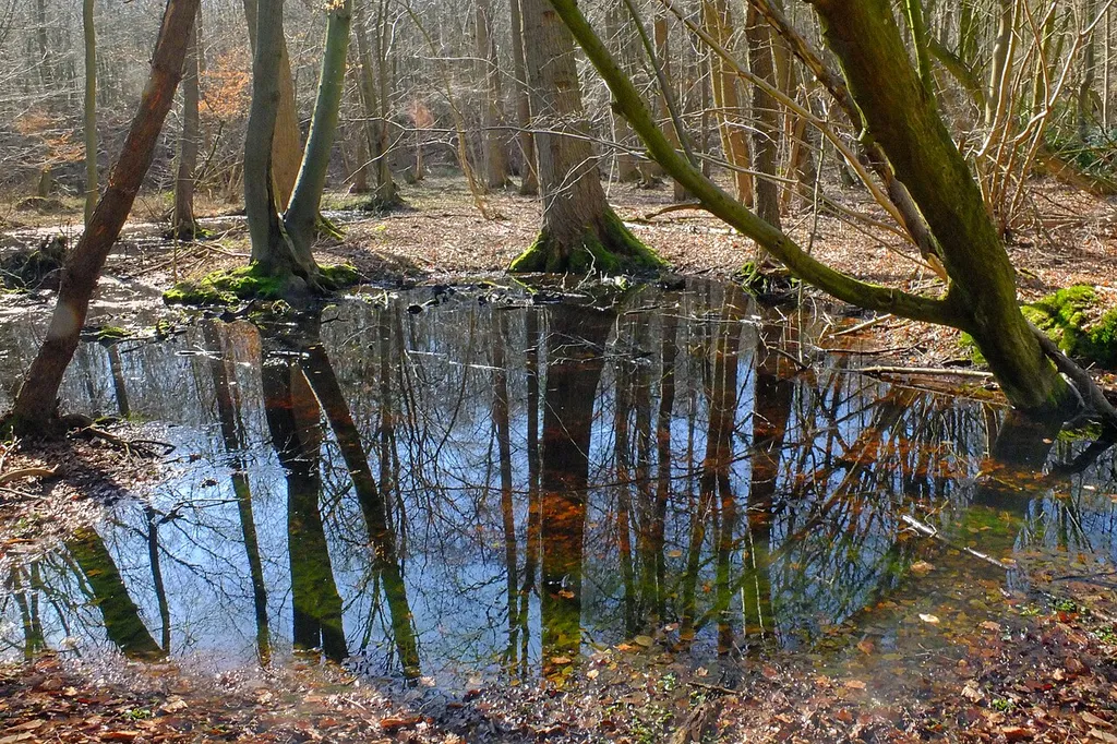 Das Fotos zeigt die Niederung in diesem Mini-Naturschutzgebiet (NSG LÜ 151 „Bahlburger Bruch“) mit den morastigen Wassergründen zwischen Buchenstämmen. Das Naturschutzgebiet befindet sich nördl. von Garstedt am Rande der sog. Nordheide.