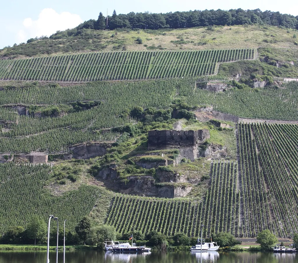 Burgruine Zeltingen in den Zeltinger Weinbergen. Eine ehemalige Hangburg am Moselufer. Der Bau der Burg ist ins 11./12. Jh. datiert.
