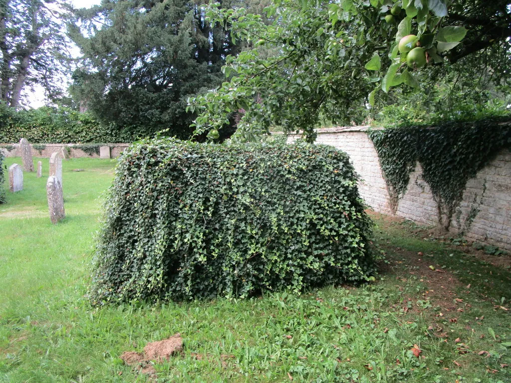 Ivy covered chest tomb