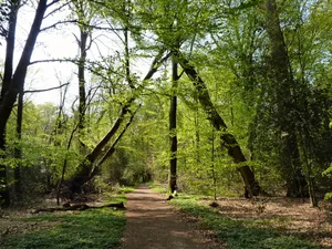 Neuenburger Urwald