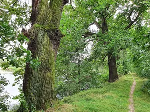 Oak (northly) at the dam Kirchenteich (Grethen)