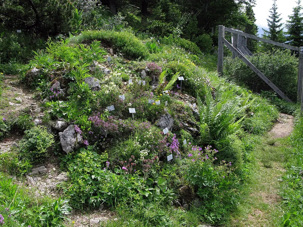 Alpenpflanzengarten Vorderkaiserfelden