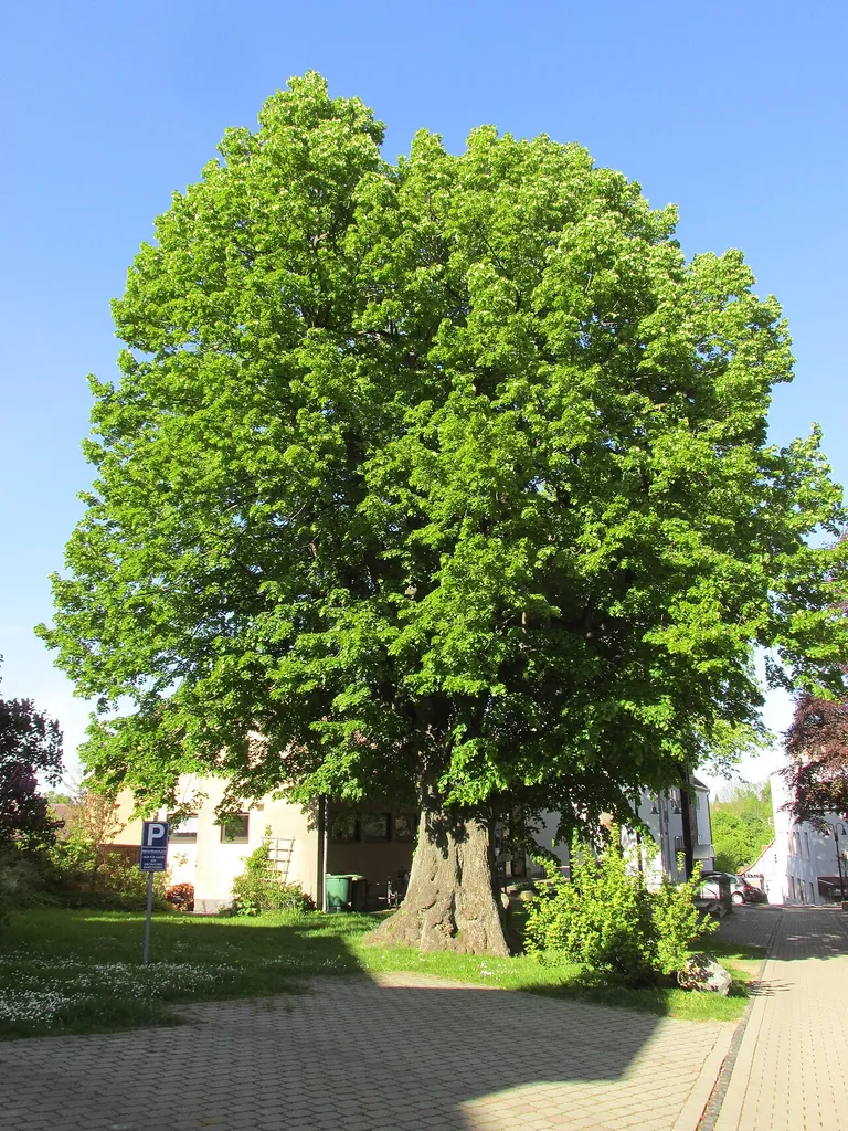die Linde auf der Nordseite der Kilianskirche in Korbach in der Kilianstraße