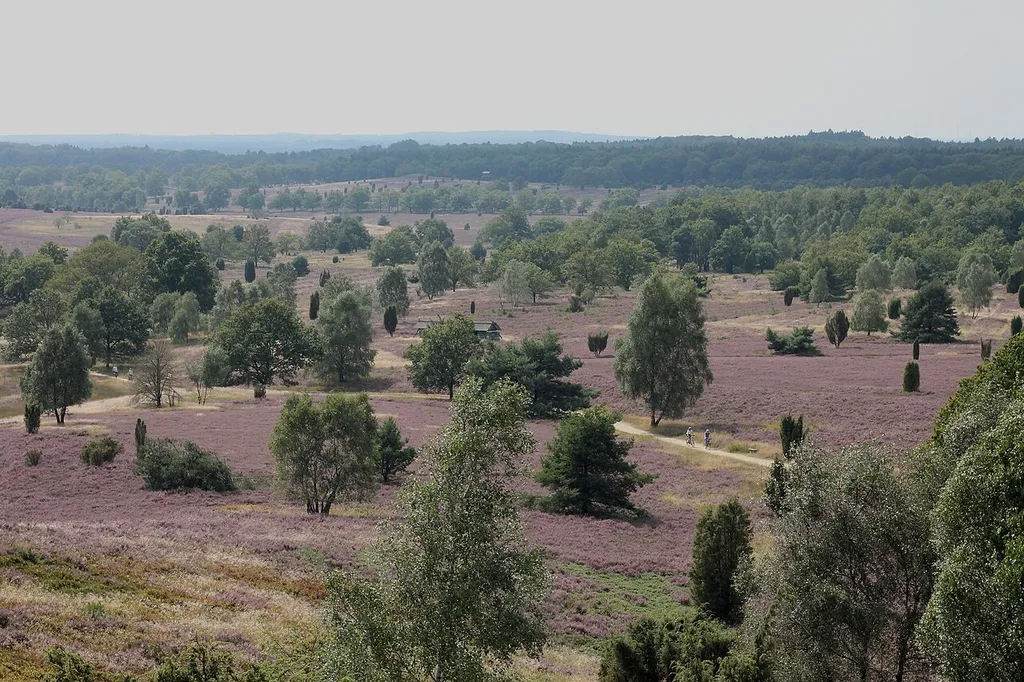 Heathland near Wilsede, Lower-Saxony, Germany.