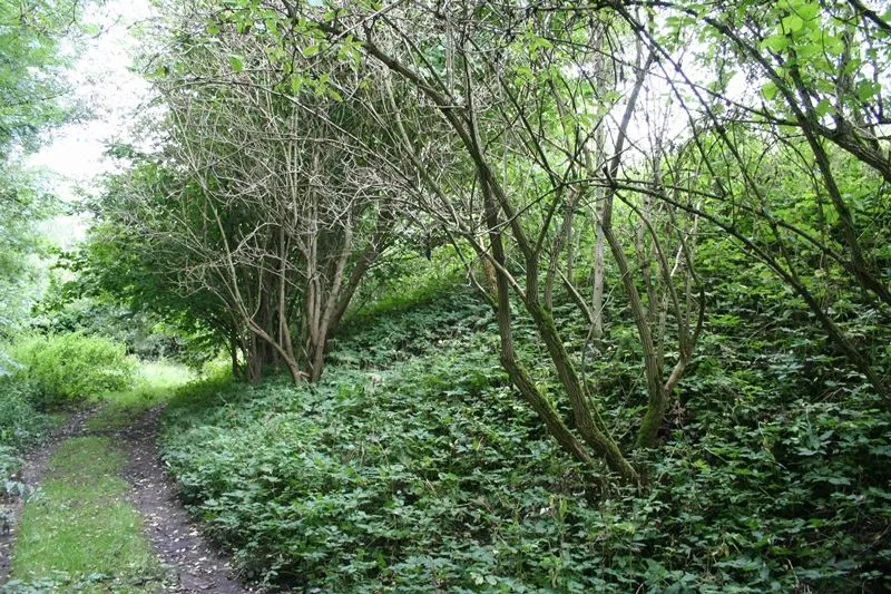 Am Burgwall