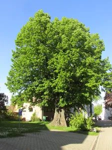 Linden Kilianskirche 2